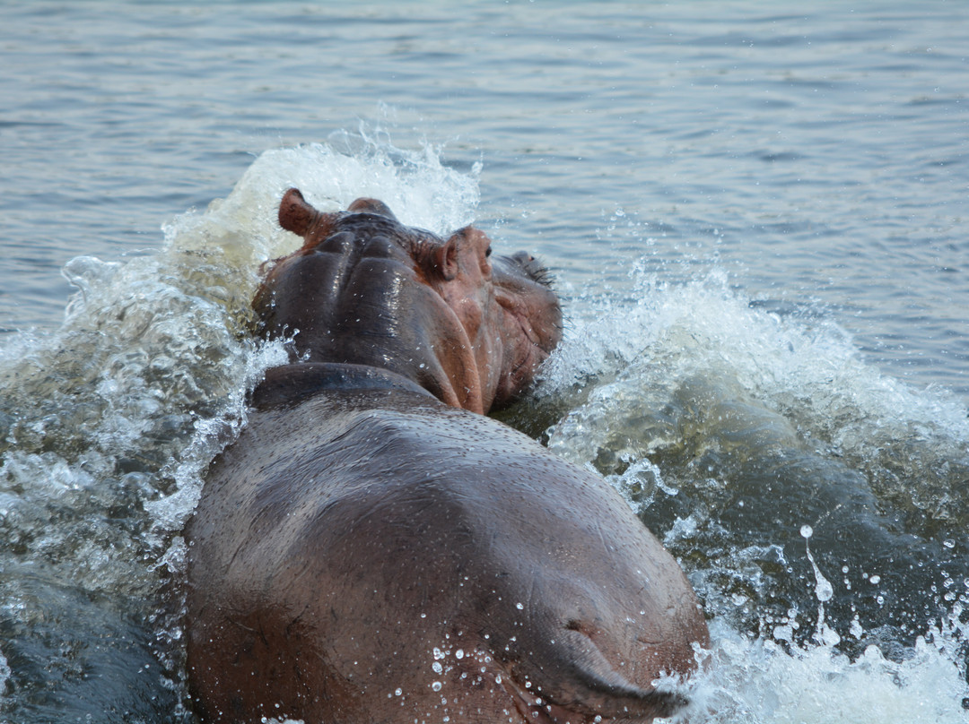 Self Drive in Uganda-恩德培必去景点