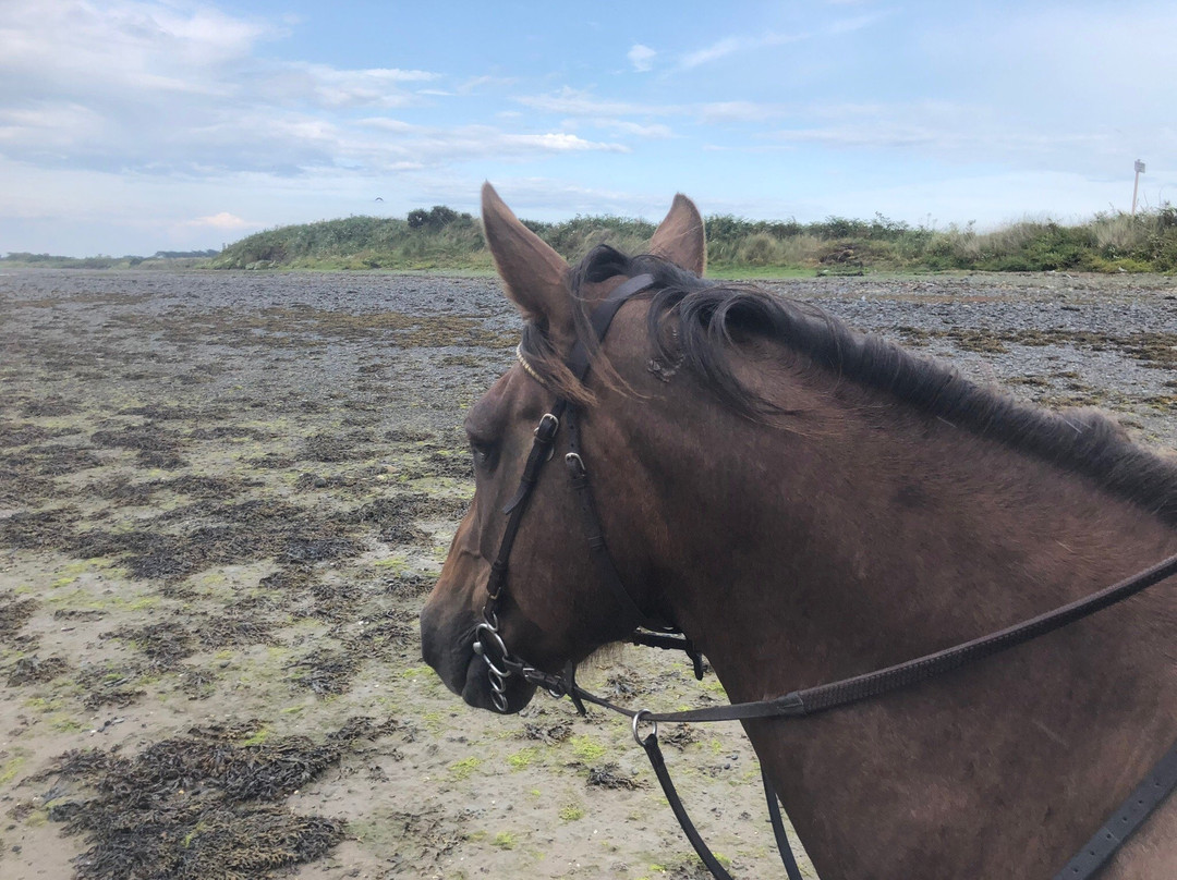 Corballis Farm Horse Trekking & Therapeutic Riding Centre-都柏林必去景点