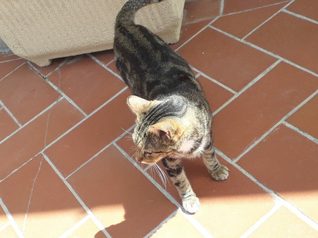 Hotel Ristorante S. Elisa主图