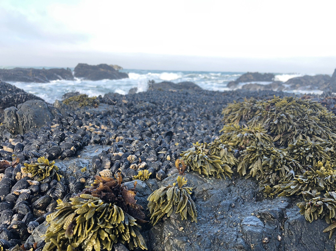 Lost Coast Trail景点图片