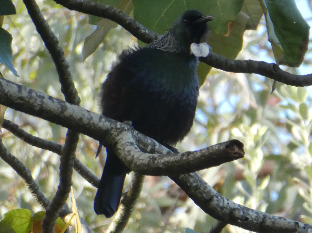 Panmure Basin-Panmure必去景点