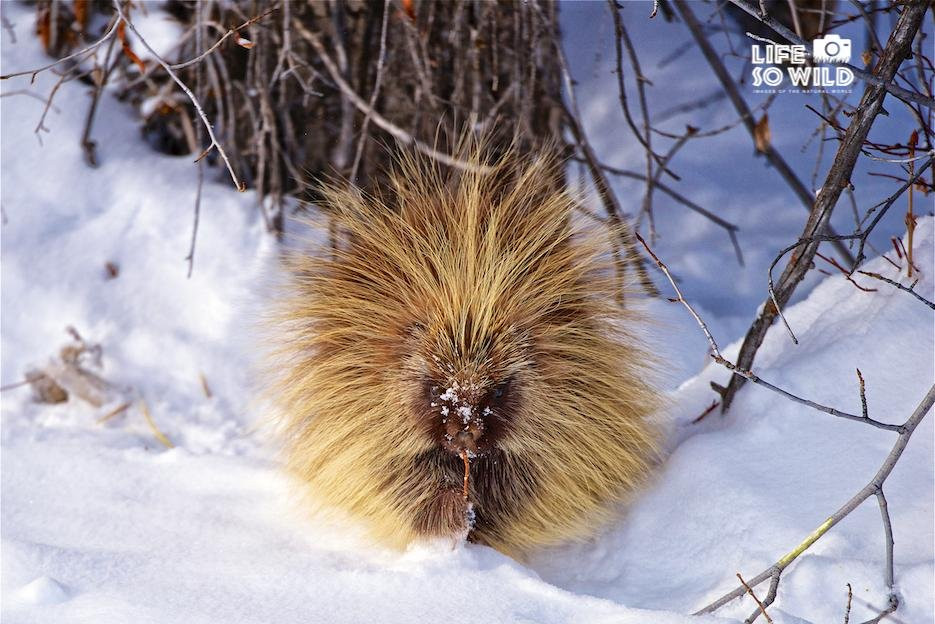 Life So Wild Tours-杰克逊必去景点