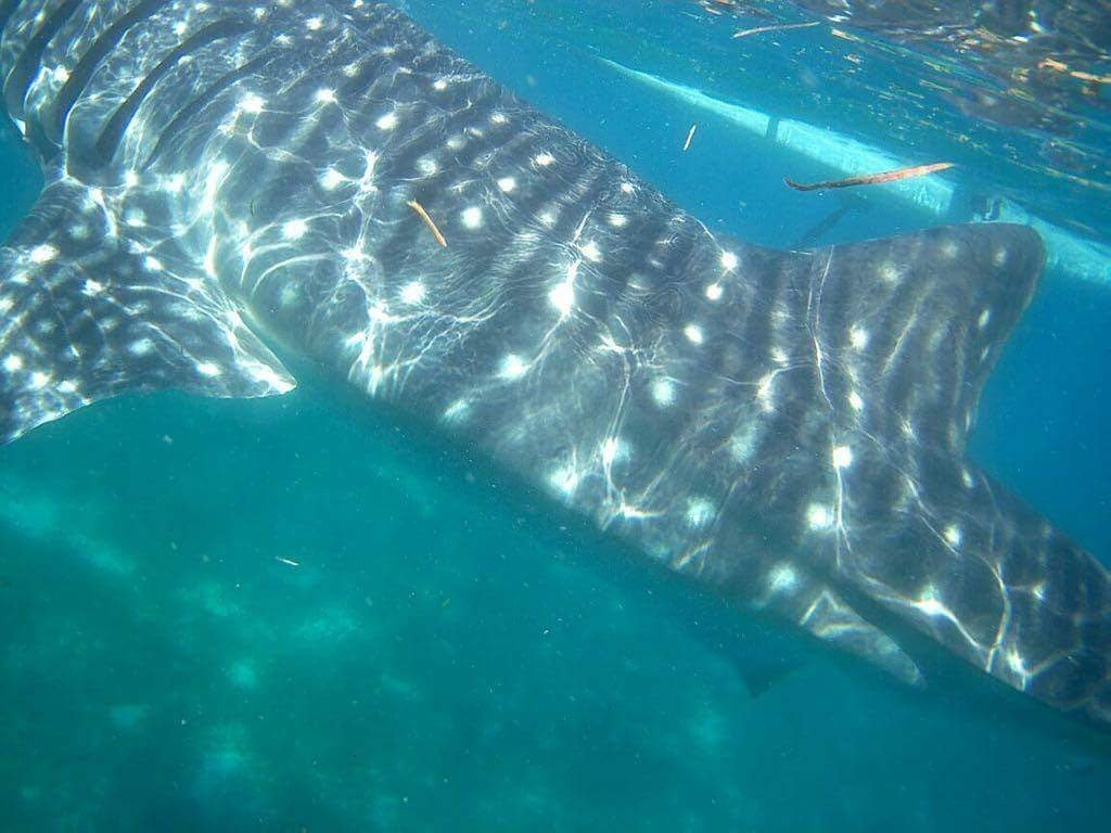 ASIA PACIFIC TOUR-Catangnan必去景点