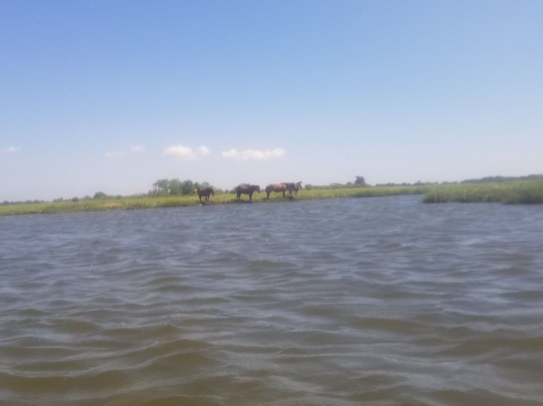 Coastal Kayak景点图片