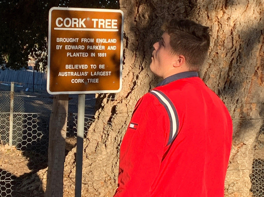 Historic Cork Tree景点图片