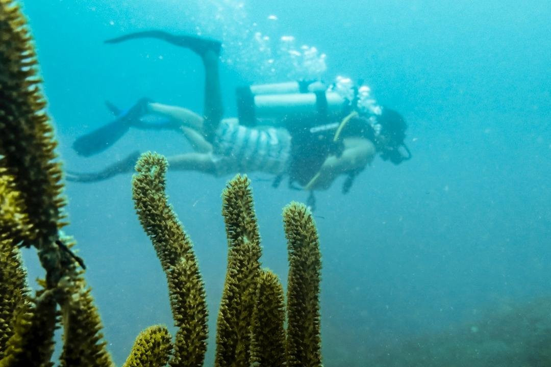 Ciudad Marina Dive Center-Sapzurro必去景点