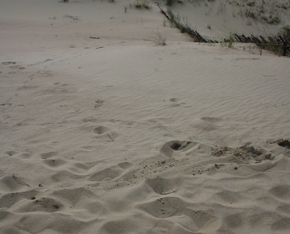The Dead Dunes-Pervalka必去景点