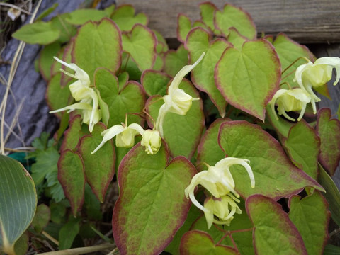 Mt. Shibutsu-片品村必去景点
