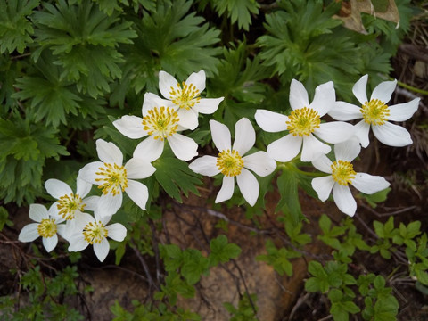 Mt. Shibutsu-片品村必去景点