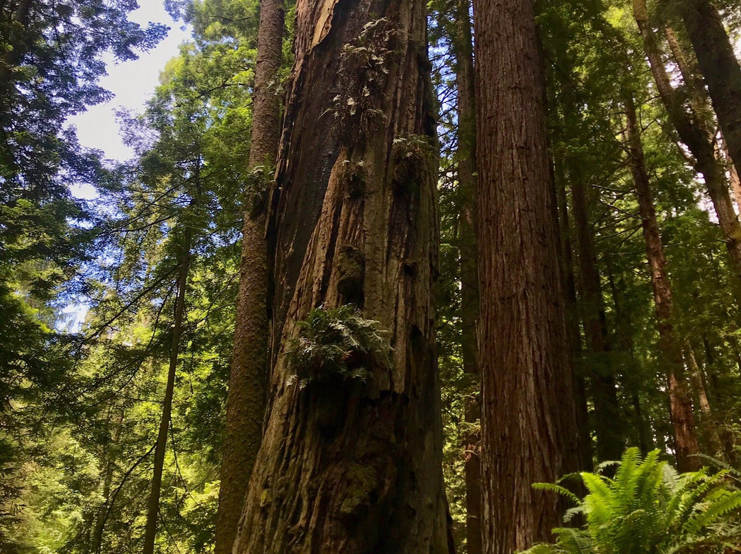 Arcata Community Forest景点图片
