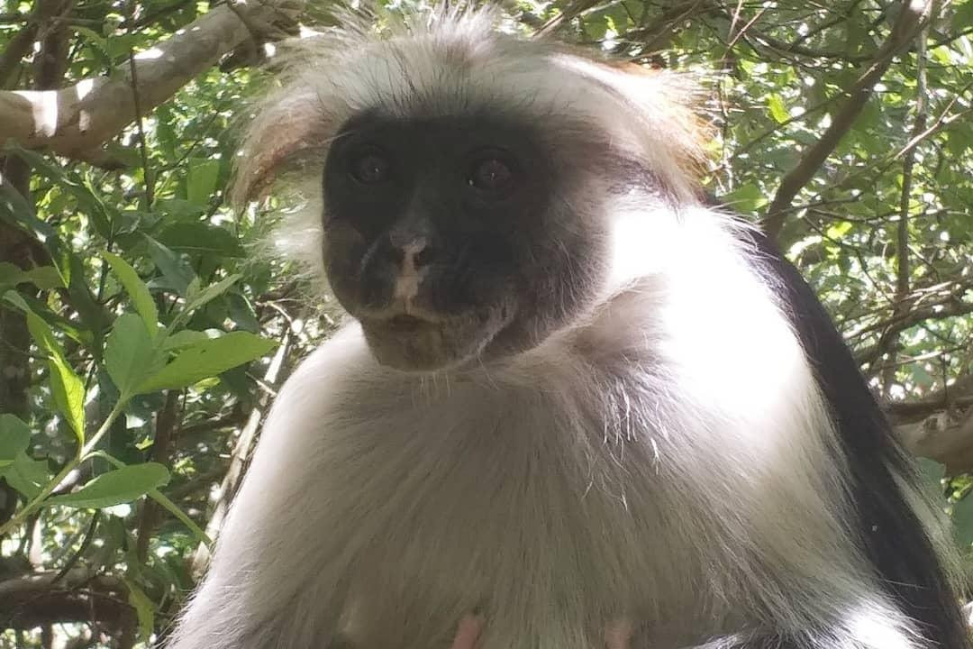 Mzuri Tours & Safaris-Pwani Mchangani必去景点