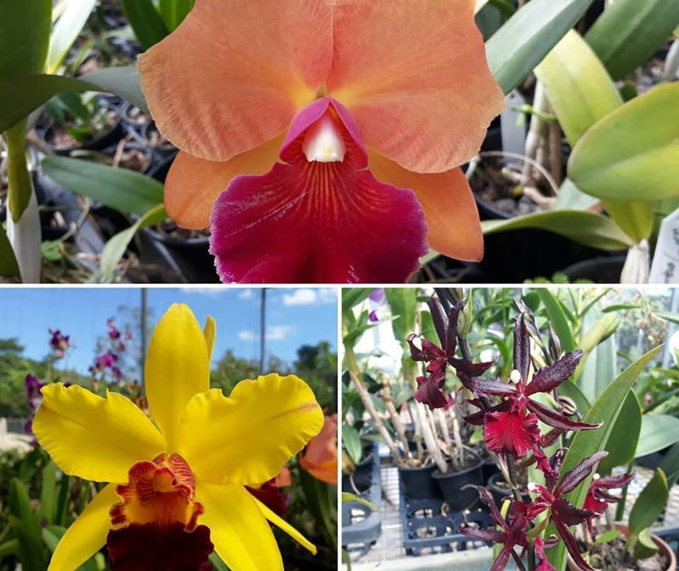 Fábrica de Orquídeas-Paty do Alferes必去景点