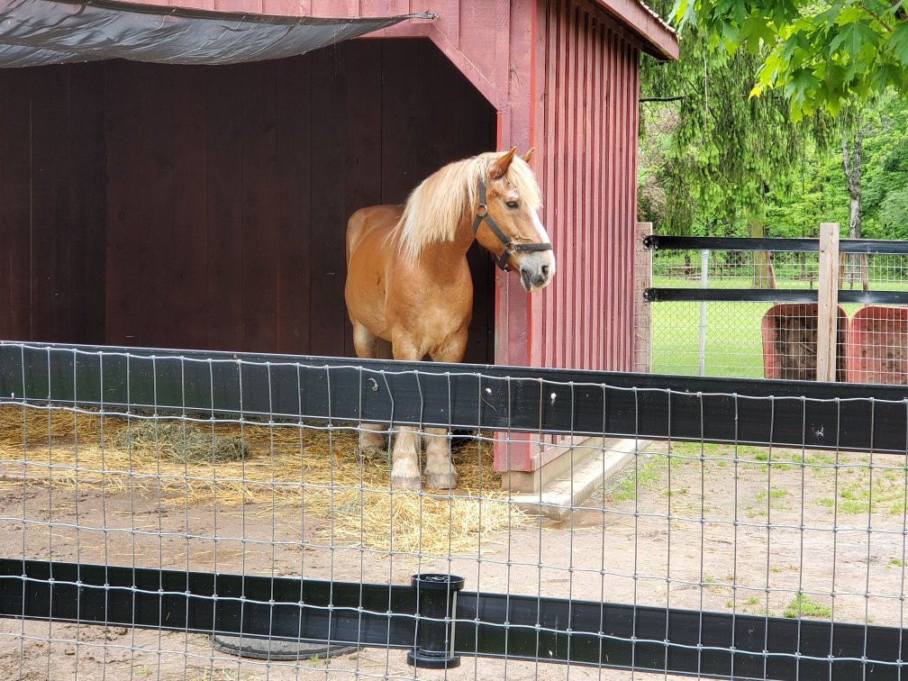 Happy Rolph's Animal Farm-圣凯瑟琳斯必去景点