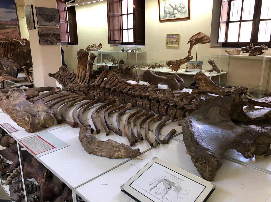 Museo Paleontologico y Arqueologico-塔里哈必去景点