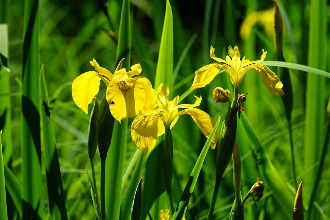 Jura Decouverte Nature景点图片