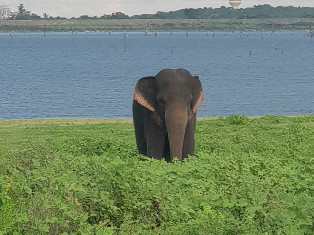 Sri Lanka Day Tours-瓦勒迦玛必去景点