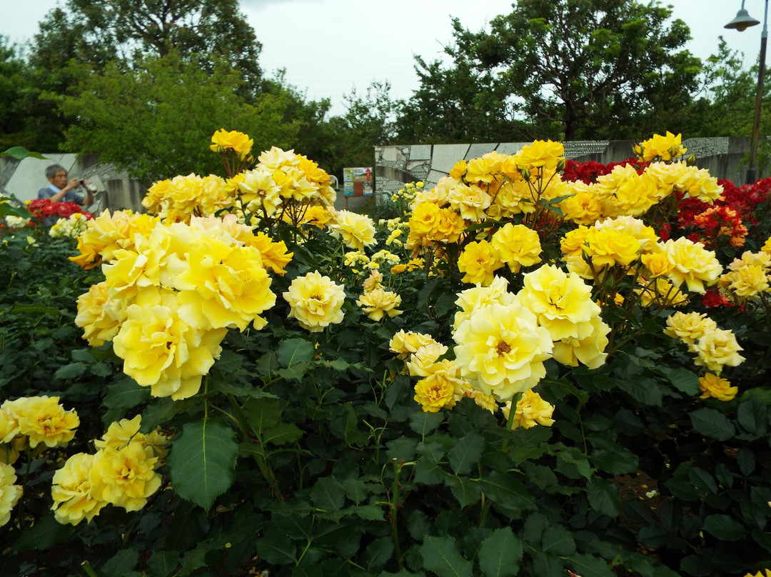 Odawara Flower Garden景点图片