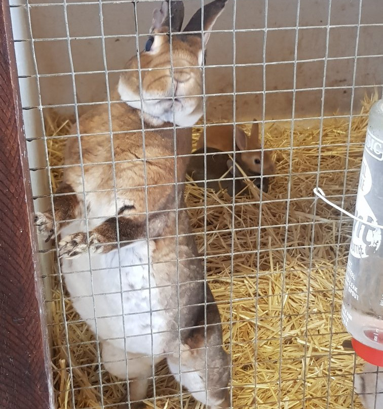 Melsop Farm Park-Watton必去景点