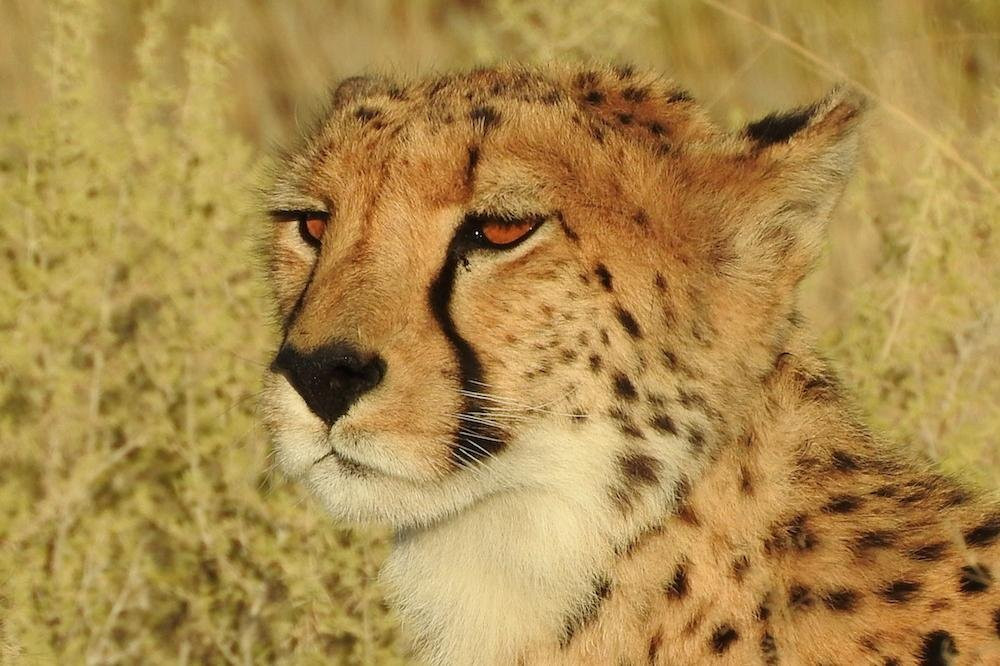 DreadLion Safaris-雾观必去景点