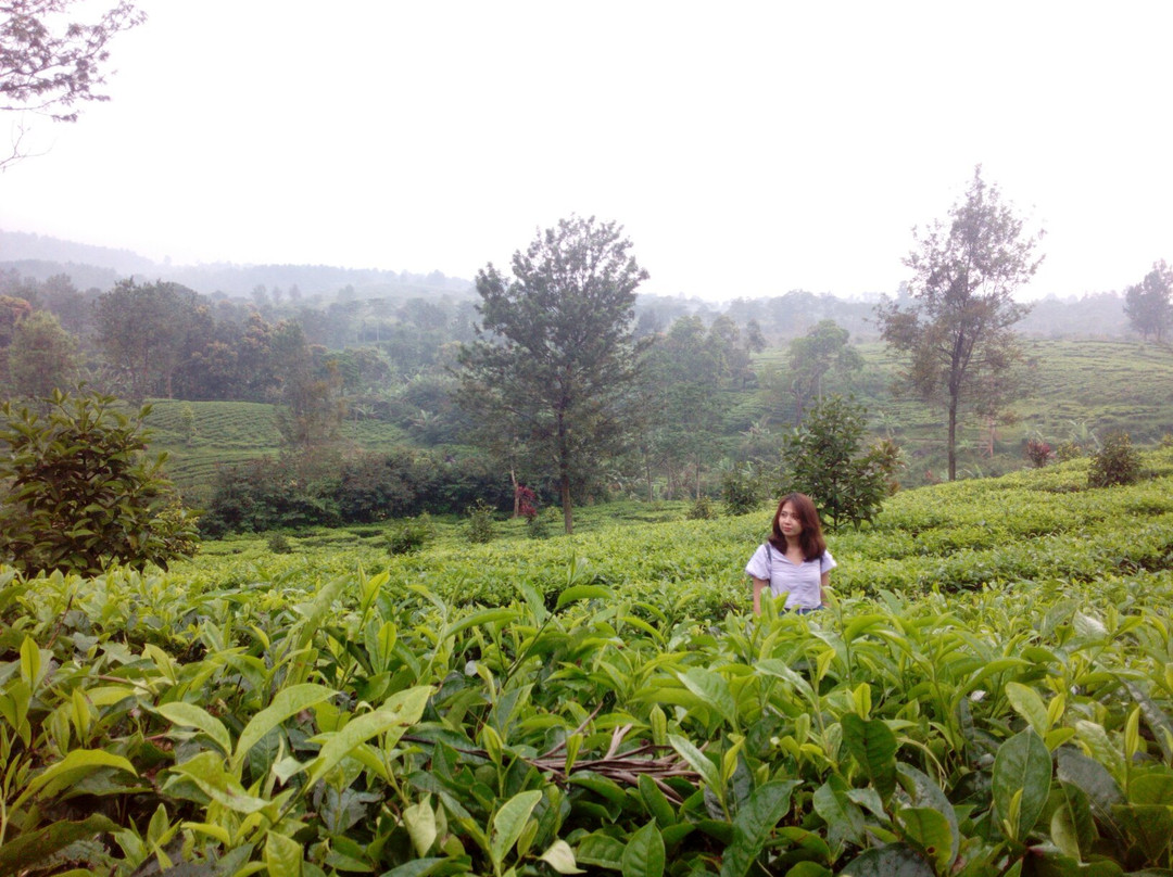 Gunung Mas Tea Gardens景点图片