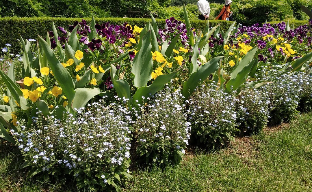 Jindai Botanical Park景点图片