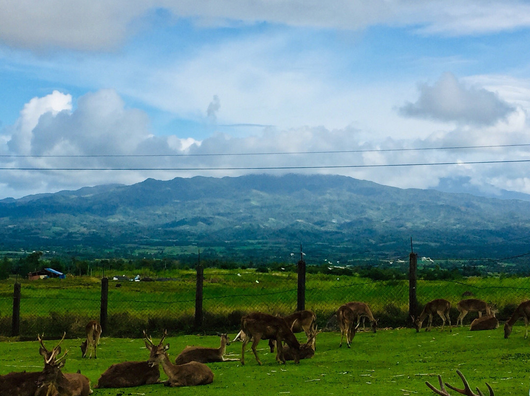 Ocampo Deer Farm景点图片