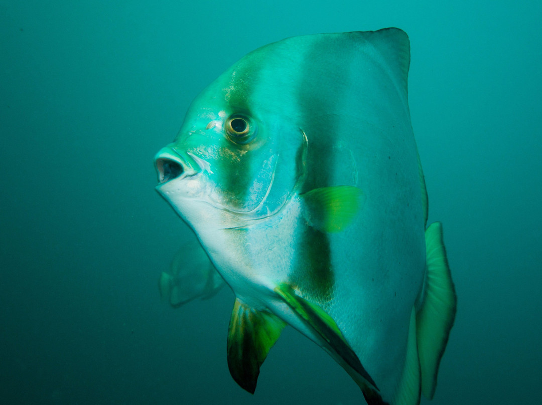 Frontier Scuba-葡多咖蕾拉必去景点
