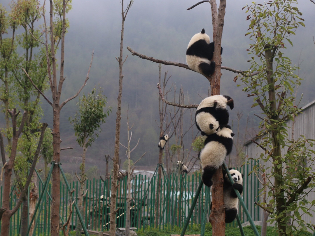 YakPanda-成都必去景点