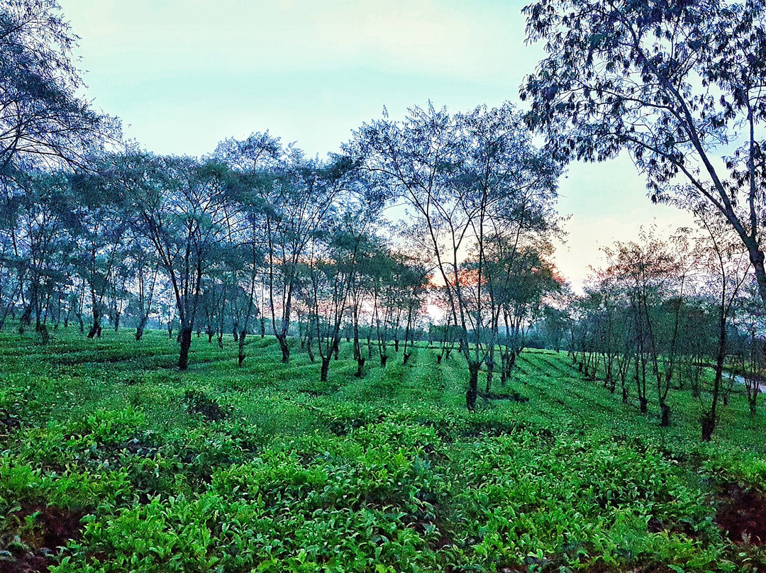 Kebun Teh Wonosari景点图片