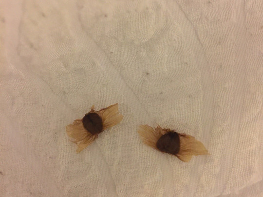 Indigo Sky Hotel主图