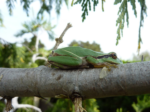 隆戈麦酒店主图
