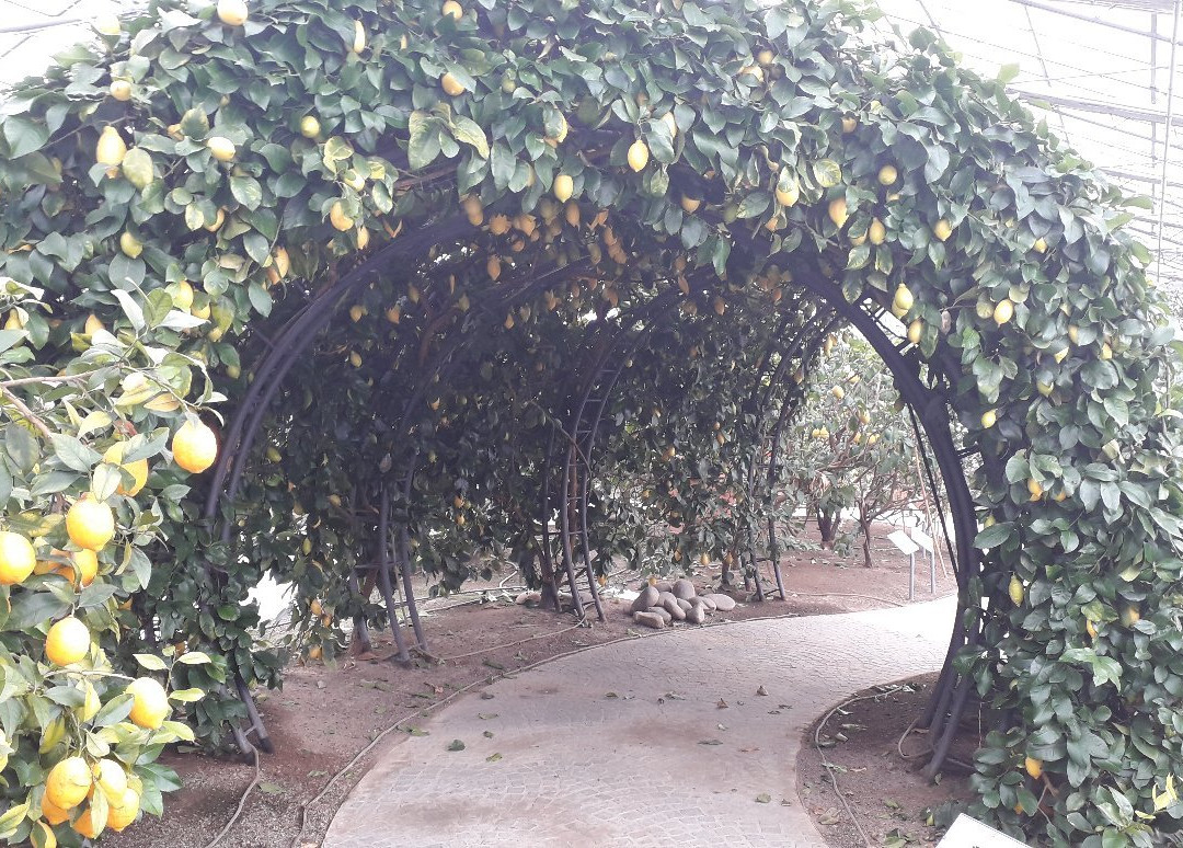 Hesperidarium - Il Giardino degli Agrumi景点图片