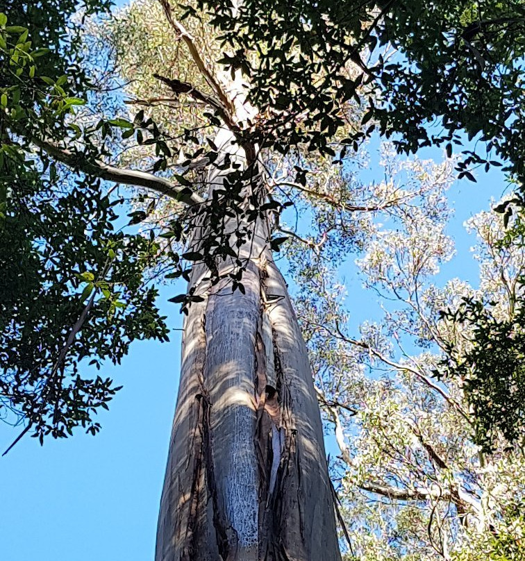 Tall Trees Walk景点图片