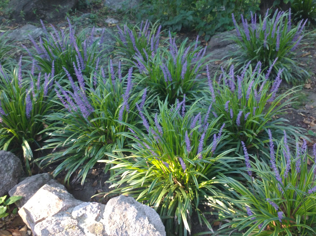 Puesto Victoria主图