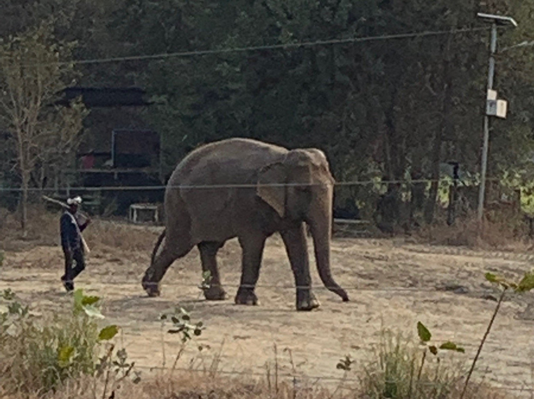 Wildlife SOS - Elephant Conservation and Care Center景点图片