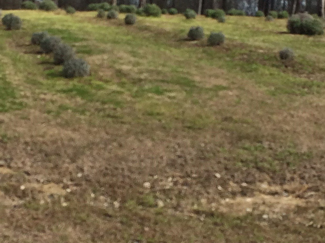 Chappell Hill Lavender Farm景点图片