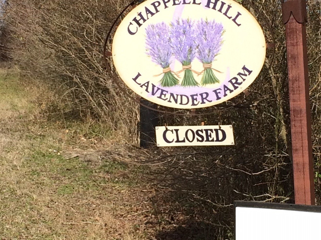 Chappell Hill Lavender Farm景点图片
