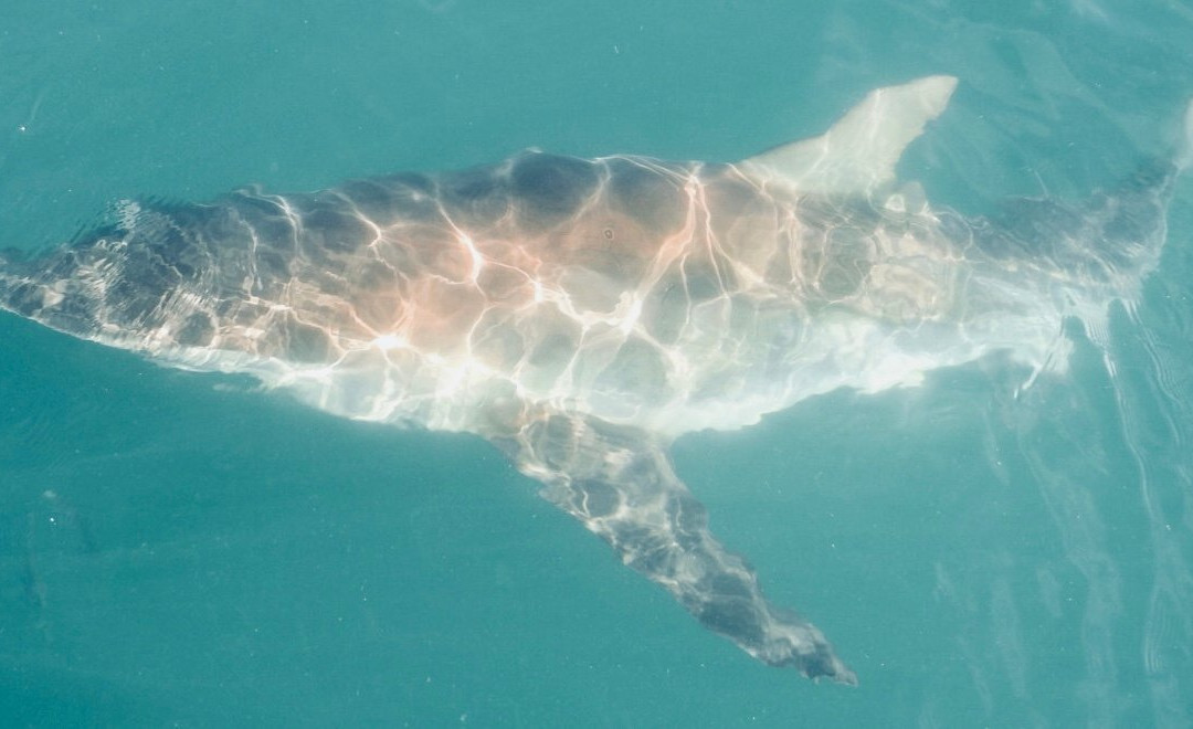 Chas'n Tail Charters-怀系奇岛必去景点