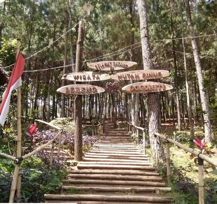 Pine Forest Gogoniti景点图片