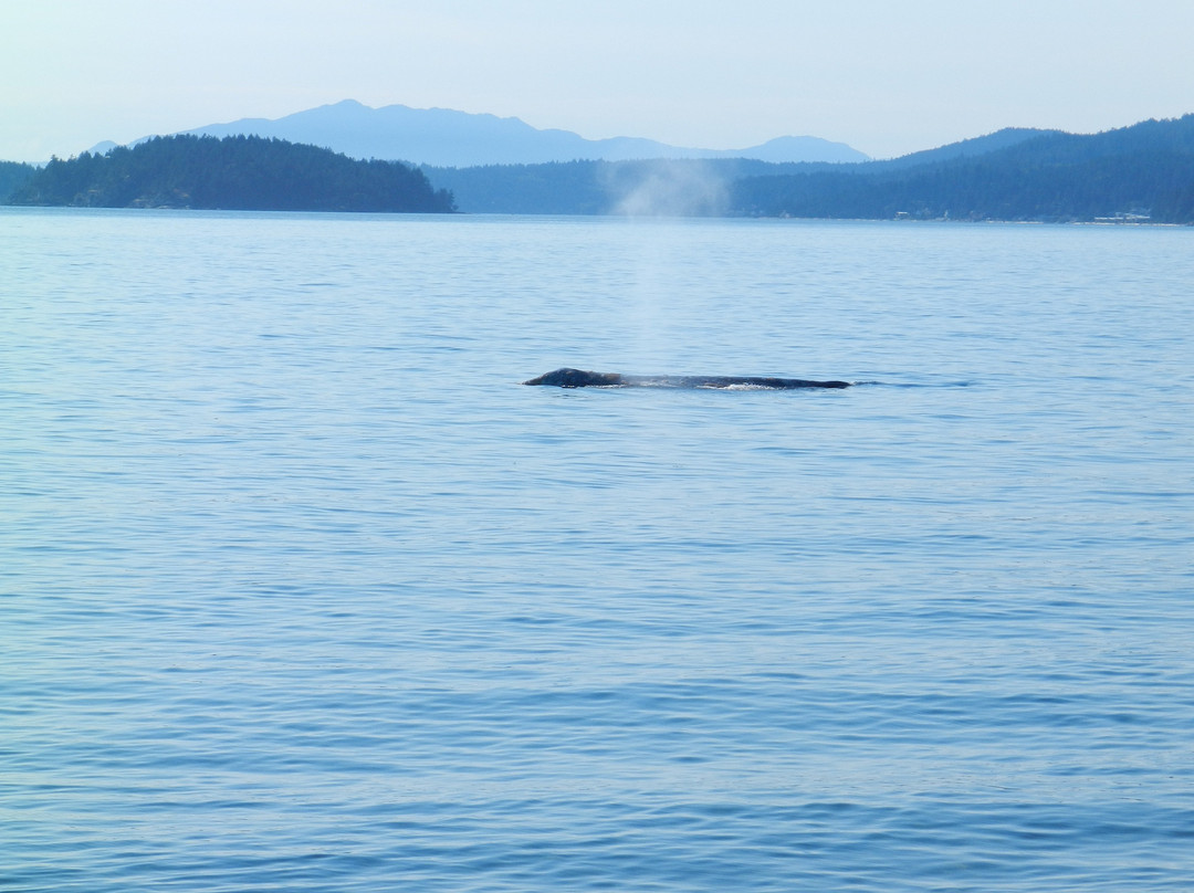 Davis Bay Beach-Sechelt必去景点