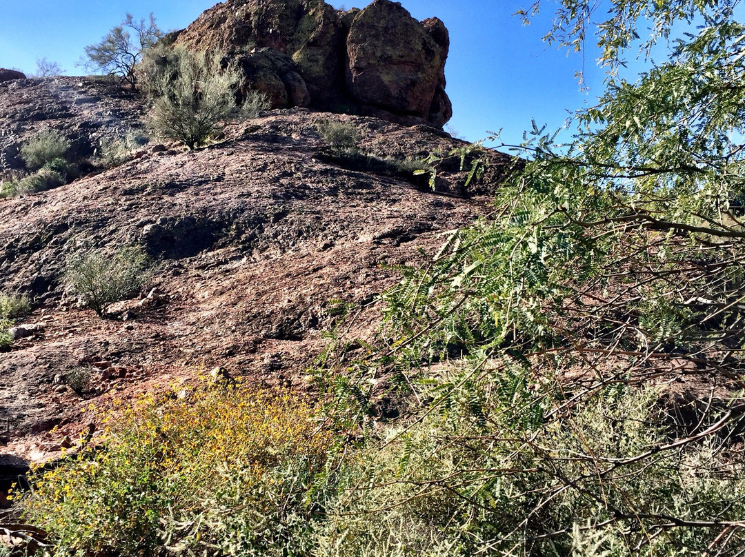 Fountain Hills Botanical Garden-Fountain Hills必去景点