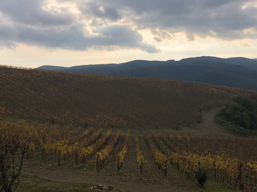 Fattoria di Montemaggio景点图片