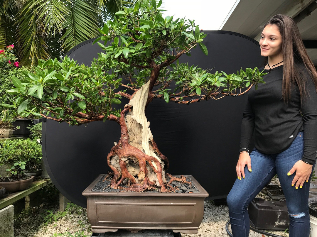 Miami Tropical Bonsai-迈阿密必去景点