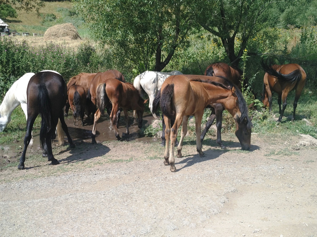 Horseback Tours Farm