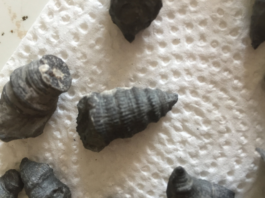 Penn Dixie Fossil Park & Nature Reserve景点图片