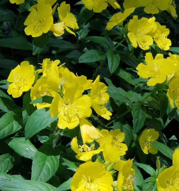 Lakeside Park-Kingsville必去景点