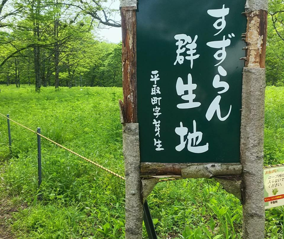 Memu Colony of a Lily of the Valley-平取町必去景点