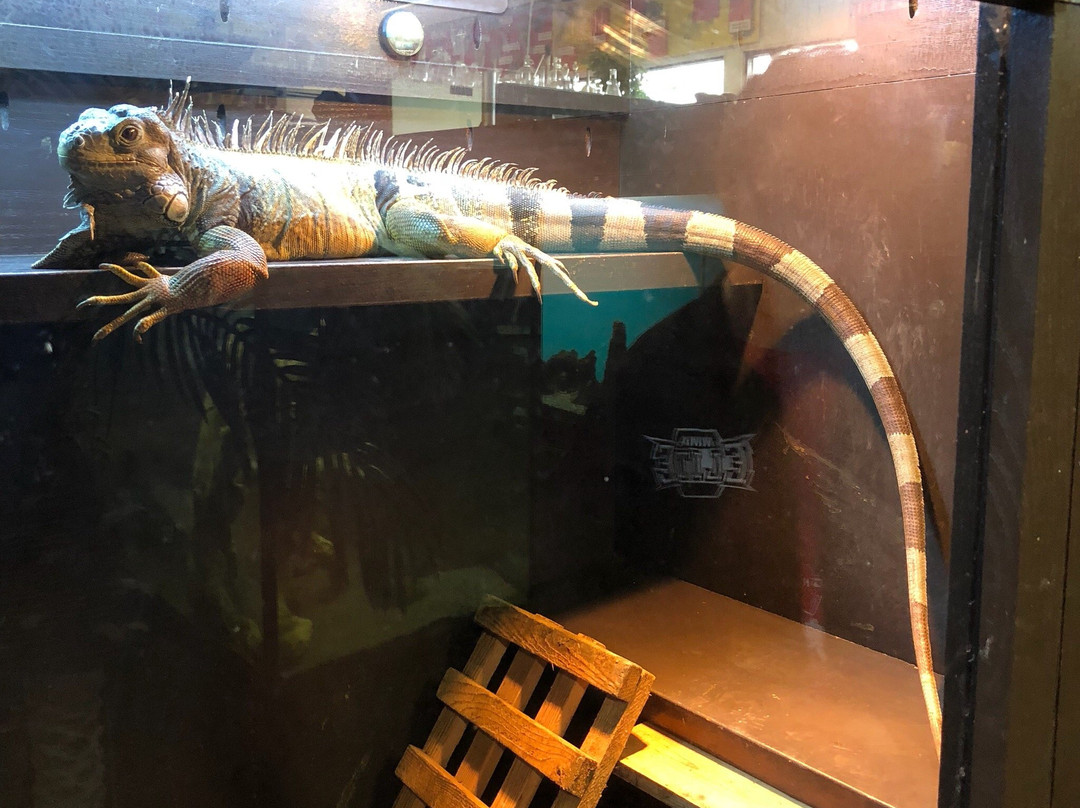 Urban Safari Rescue Society-素里必去景点