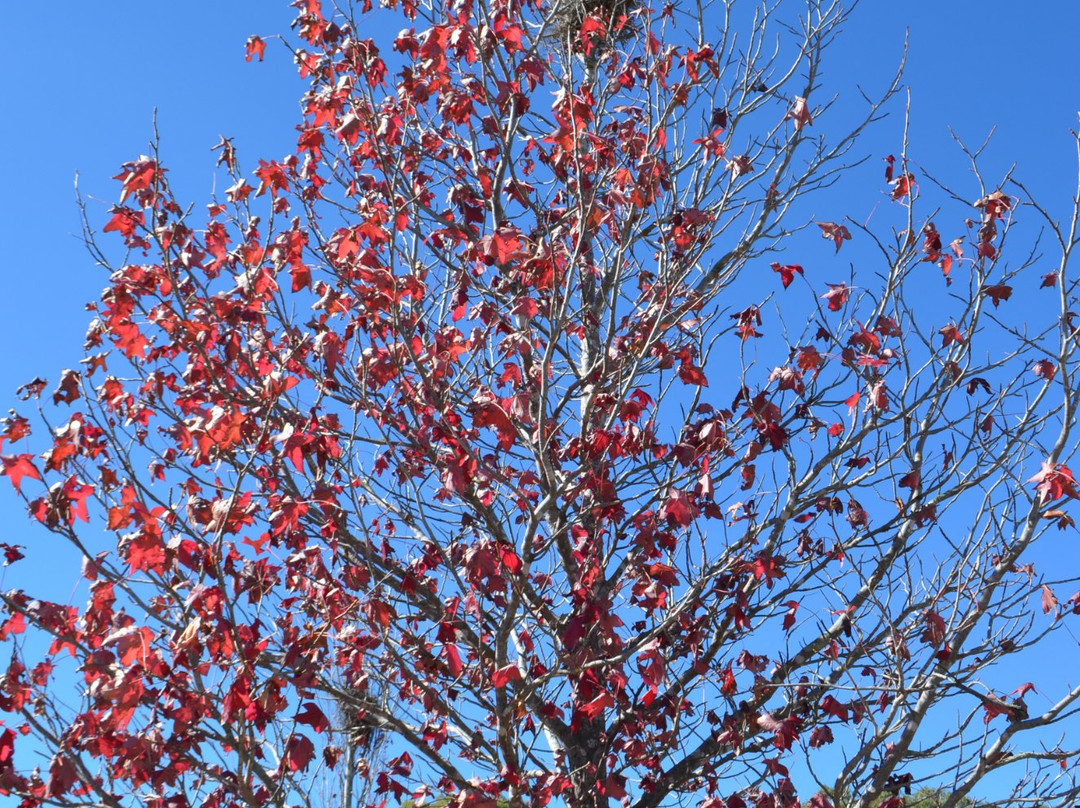 Stanthorpe Tours景点图片