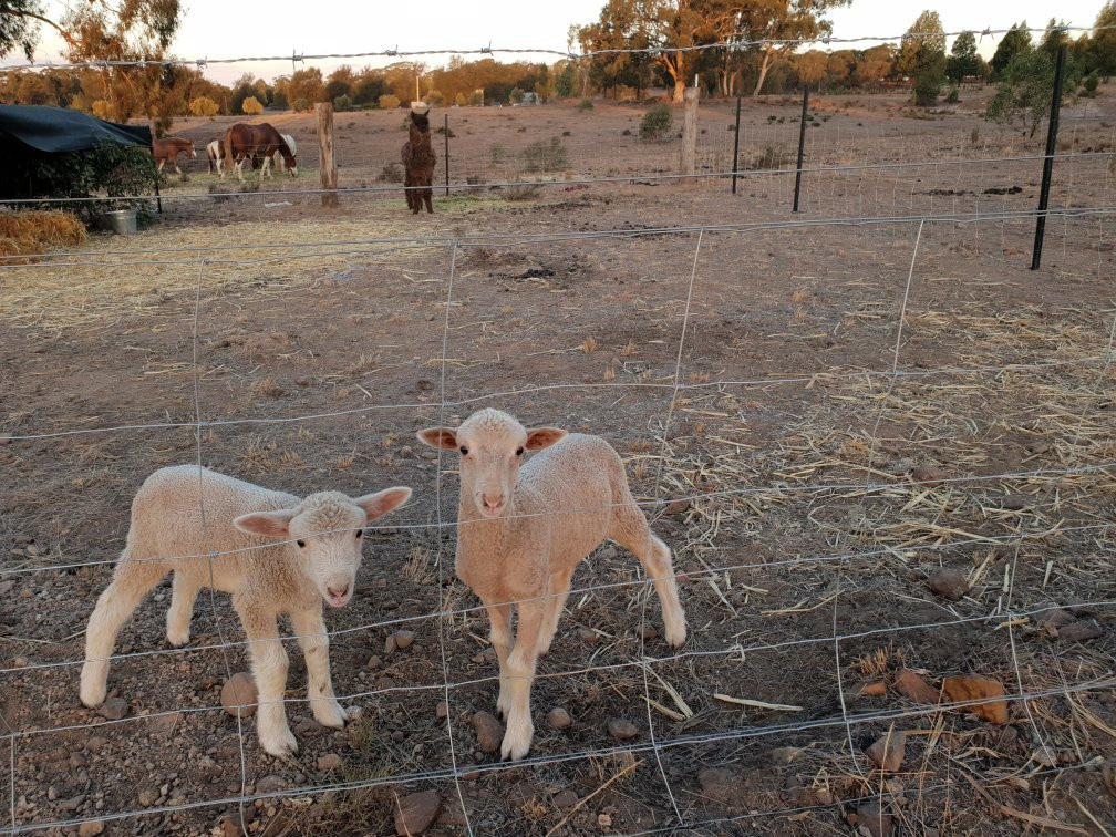 Outback Pony Rides-达博必去景点